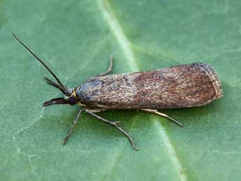 Hypochalcia ahenella D. & S. adulte - �Lionel Taurand