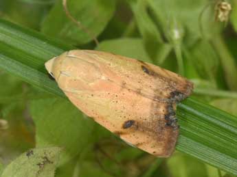 Xanthodes albago F. adulte - �Philippe Mothiron