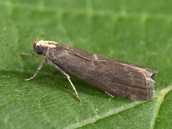 Salebriopsis albicilla H.-S. adulte - �Philippe Mothiron