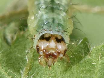  Chenille de Asthena albulata Hfn. - �Philippe Mothiron