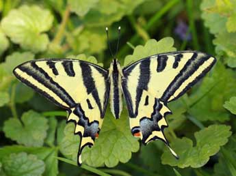 Papilio alexanor Esp. adulte - �Daniel Morel