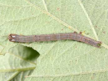  Chenille de Dysgonia algira L. - �Philippe Mothiron