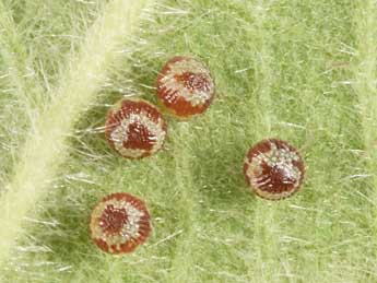  Oeuf de Dysgonia algira L. - �Philippe Mothiron