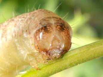 Chenille de Lacanobia aliena Hb. - �Wolfgang Wagner, www.pyrgus.de