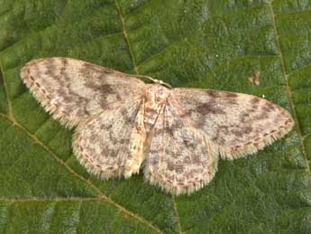 Idaea alyssumata Mill. adulte - �Philippe Mothiron