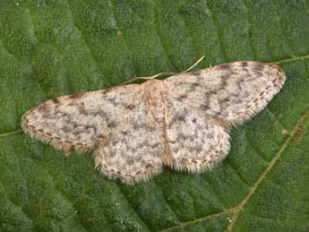 Idaea alyssumata Mill. adulte - �Philippe Mothiron
