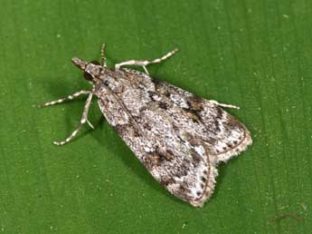 Scoparia ambigualis Tr. adulte - �Philippe Mothiron