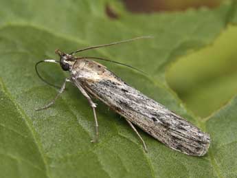 Epischnia ampliatella Hein. adulte - �Lionel Taurand