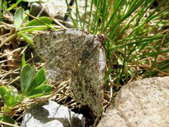 Elophos andereggaria Lah. adulte - �Claude Tautel