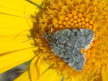 Orenaia andereggialis H.-S. adulte - �Jean-Pierre Lamoline