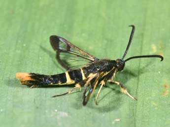 Synanthedon andrenaeformis Lasp. adulte - �Philippe Mothiron
