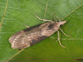 Lamoria anella D. & S. adulte - �Philippe Mothiron