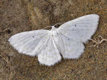 Asthena anseraria H.-S. adulte - �Lionel Taurand