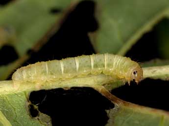  Chenille de Asthena anseraria H.-S. - �Kimmo Silvonen