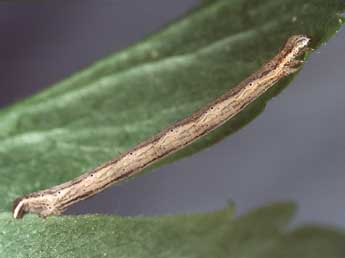  Chenille de Horisme aquata Hb. - �Kimmo Silvonen