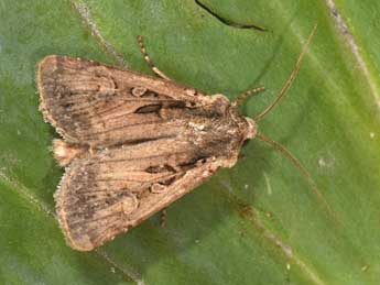 Euxoa aquilina D. & S. adulte - �Philippe Mothiron