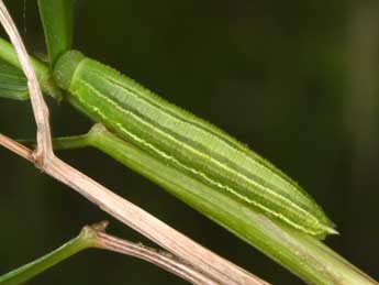  Chenille de Coenonympha arcania L. - �Philippe Mothiron