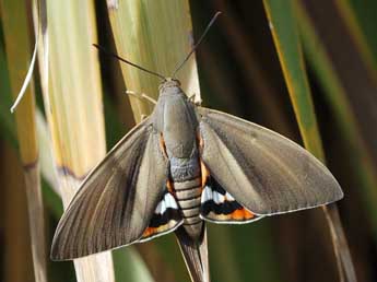 Paysandisia archon Burmstr adulte - �Noam Robin