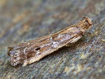 Pempeliella ardosiella Rag. adulte - �Lionel Taurand