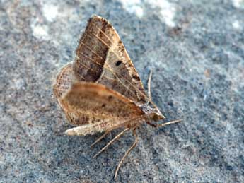 Macaria artesiaria D. & S. adulte - �Daniel Morel