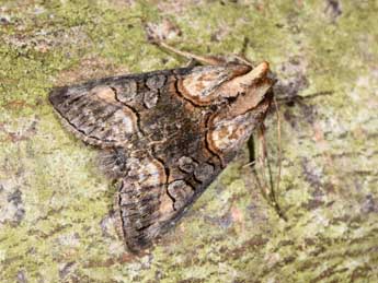 Abrostola asclepiadis D. & S. adulte - �Philippe Mothiron