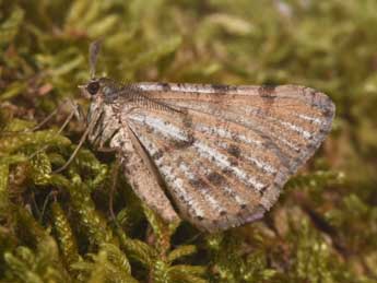 Isturgia assimilaria Rbr adulte - �Philippe Mothiron