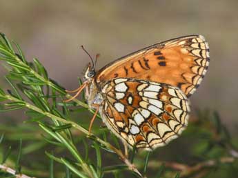 Melitaea athalia Rott. adulte - �Philippe Mothiron