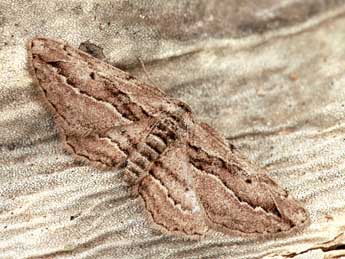 Ekboarmia atlanticaria Stgr adulte - �Daniel Morel