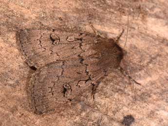 Graphiphora augur F. adulte - �Philippe Mothiron