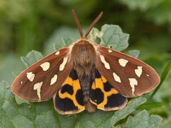 Arctia aulica L. adulte - �Jeroen Voogd