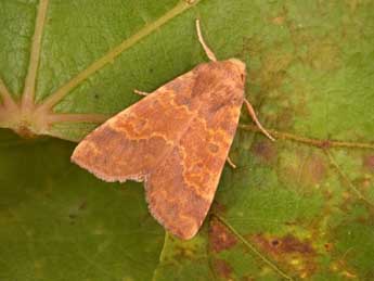 Tiliacea aurago D. & S. adulte - �Philippe Mothiron