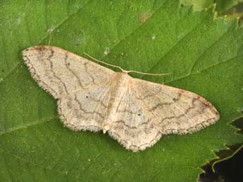 Idaea aversata L. adulte - �Philippe Mothiron