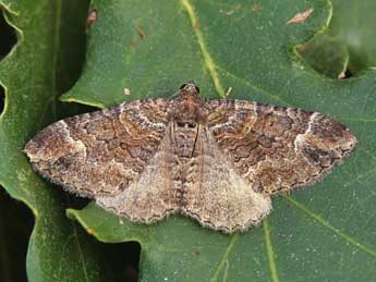 Catarhoe basochesiata Dup. adulte - �Lionel Taurand