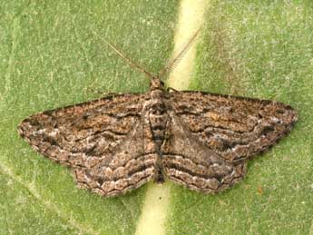 Sardocyrnia bastelicaria Bell. adulte - �Philippe Mothiron