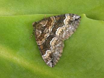 Perizoma bifaciata Hw. adulte - �Philippe Mothiron