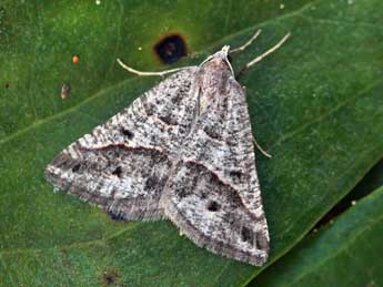 Perigune binaevata Mab. adulte - �Daniel Morel