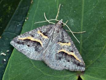 Perigune binaevata Mab. adulte - �Daniel Morel