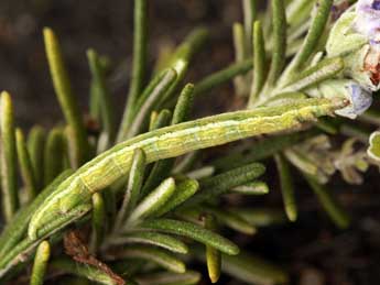  Chenille de Perigune binaevata Mab. - �Daniel Morel