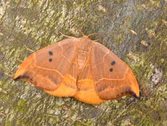 Watsonalla binaria Hfn. adulte - �Philippe Mothiron