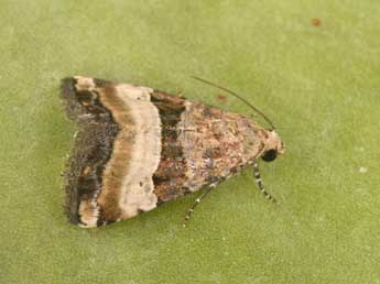 Pseudozarba bipartita H.-S. adulte - �Philippe Mothiron