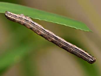  Chenille de Pseudozarba bipartita H.-S. - �Paolo Mazzei