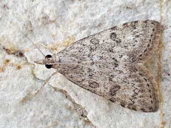 Udea bipunctalis H.-S. adulte - �Friedmar Graf