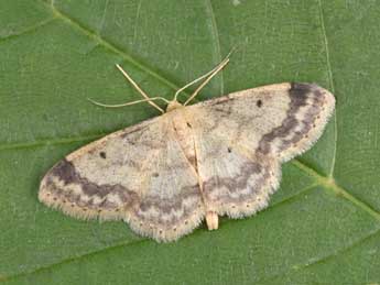 Idaea biselata Hfn. adulte - �Philippe Mothiron