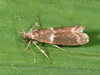Cryptoblabes bistriga Hw. adulte - �Philippe Mothiron