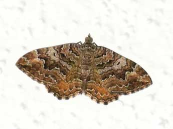 Camptogramma bistrigata Tr. adulte - �Ren� Brenguier