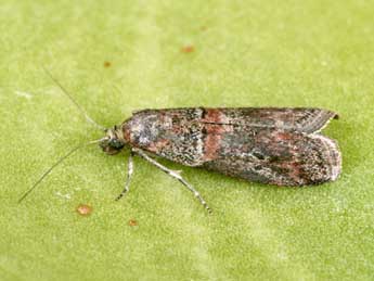 Acrobasis bithynella Z. adulte - �Philippe Mothiron