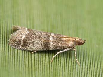 Vitula biviella Z. adulte - �Lionel Taurand