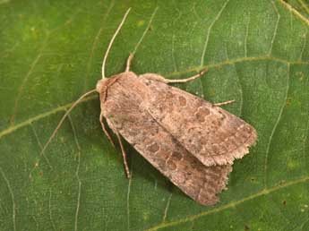 Hoplodrina blanda D. & S. adulte - �Philippe Mothiron