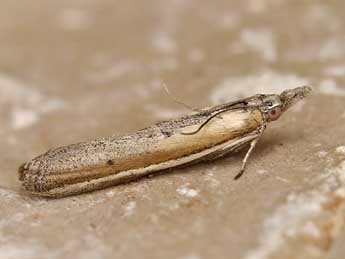 Pima boisduvaliella Gn. adulte - �Lionel Taurand