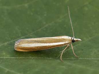 Catoptria bolivari Agjo adulte - �Lionel Taurand